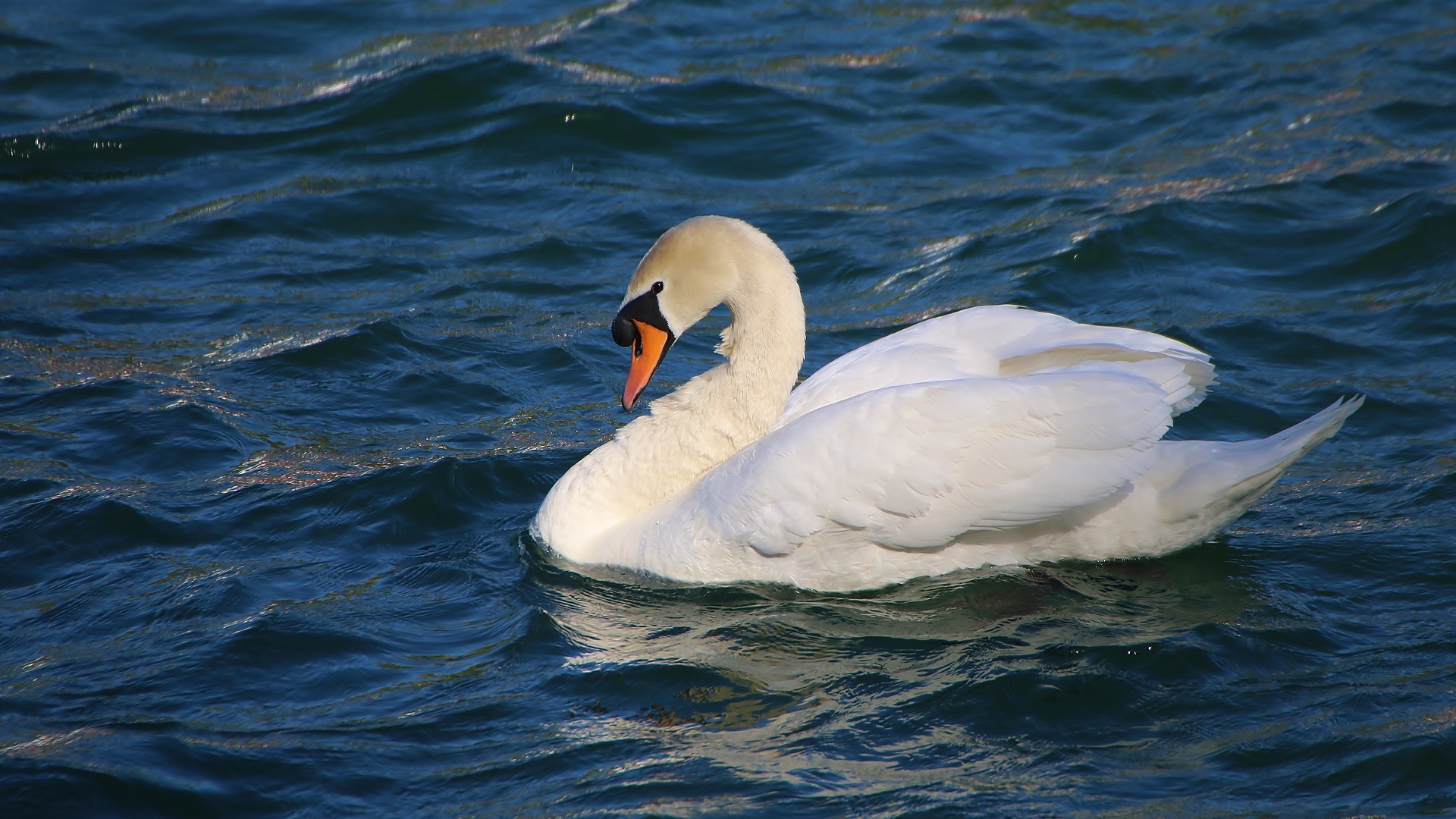 Mute Swan